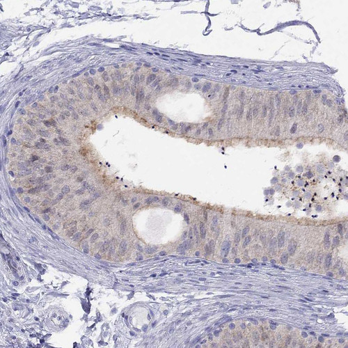 Immunohistochemical staining of human epididymis shows weak cytoplasmic and membranous positivity in glandular cells.
