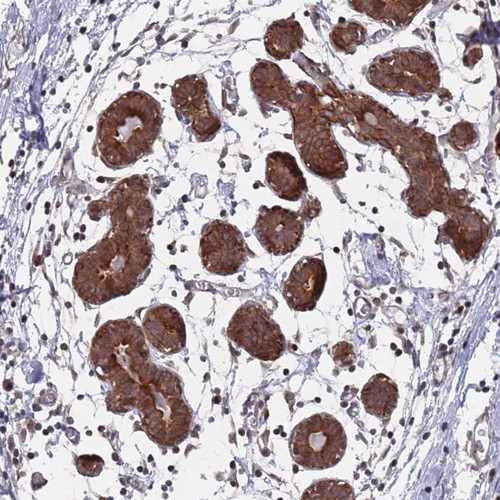 Immunohistochemical staining of human breast shows strong cytoplasmic positivity in glandular and myoepithelial cells.