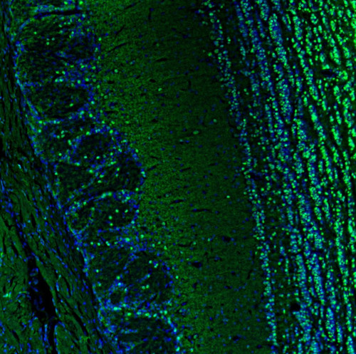 Immunofluorescence staining of mouse brain shows moderate to strong positivity in neurons in the olfactory bulb.