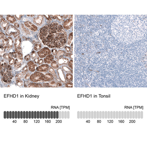 Immunohistochemistry analysis in human kidney and tonsil tissues using HPA049331 antibody. Corresponding EFHD1 RNA-seq data are presented for the same tissues.