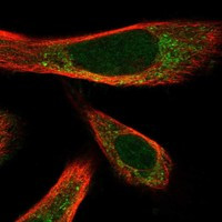 Immunofluorescent staining of human cell line PC-3 shows localization to nucleoplasm & mitochondria.