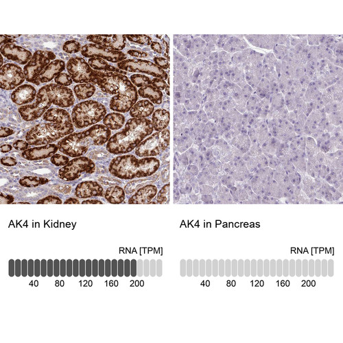 Immunohistochemistry analysis in human kidney and pancreas tissues using HPA049461 antibody. Corresponding AK4 RNA-seq data are presented for the same tissues.