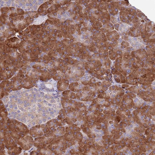 Immunohistochemical staining of human pancreas shows strong cytoplasmic positivity in exocrine glandular cells.