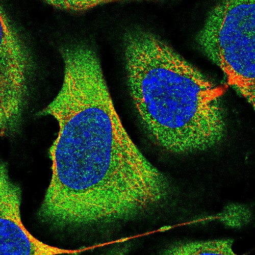 Immunofluorescent staining of human cell line U-2 OS shows localization to cytosol.