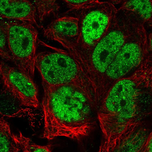 Immunofluorescent staining of human cell line CACO-2 shows localization to nucleoplasm.