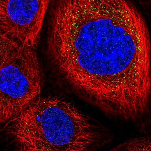 Immunofluorescent staining of human cell line A-431 shows localization to vesicles.