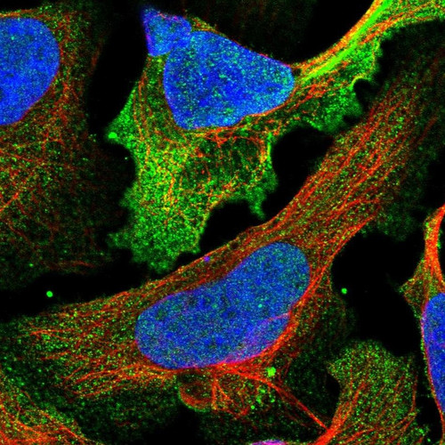 Immunofluorescent staining of human cell line U-2 OS shows localization to nucleus & plasma membrane.