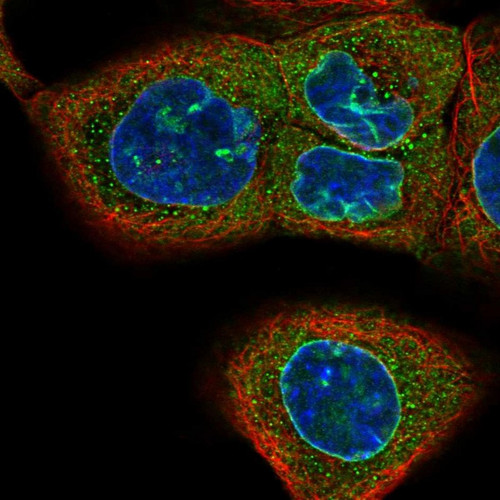 Immunofluorescent staining of human cell line A-431 shows localization to nuclear membrane.
