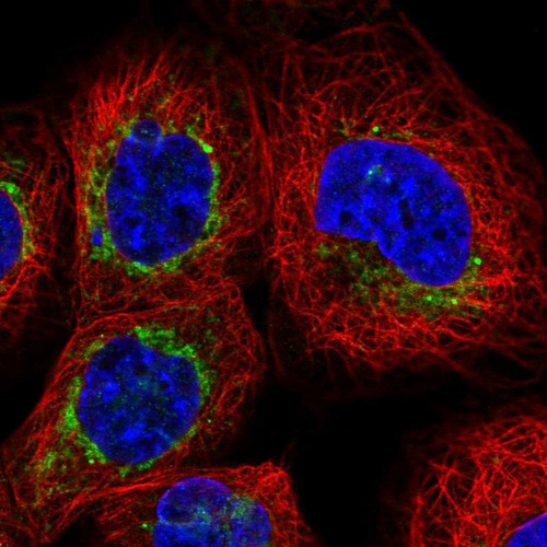 Immunofluorescent staining of human cell line A-431 shows localization to mitochondria.
