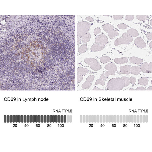 Immunohistochemistry analysis in human lymph node and skeletal muscle tissues using HPA050525 antibody. Corresponding CD69 RNA-seq data are presented for the same tissues.
