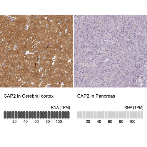 Immunohistochemistry analysis in human cerebral cortex and pancreas tissues using Anti-CAP2 antibody. Corresponding CAP2 RNA-seq data are presented for the same tissues.