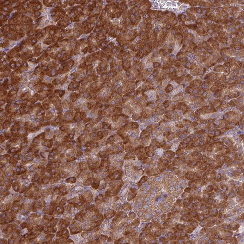 Immunohistochemical staining of human pancreas shows strong cytoplasmic positivity in exocrine glandular cells.