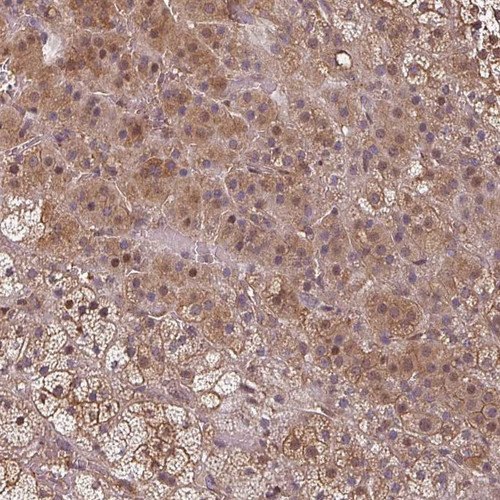 Immunohistochemical staining of human adrenal gland shows moderate cytoplasmic positivity in glandular cells.