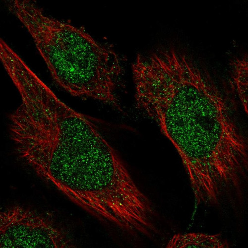 Immunofluorescent staining of human cell line U-251 MG shows localization to nucleoplasm.
