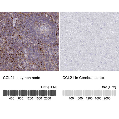 Immunohistochemistry analysis in human lymph node and cerebral cortex tissues using HPA051210 antibody. Corresponding CCL21 RNA-seq data are presented for the same tissues.