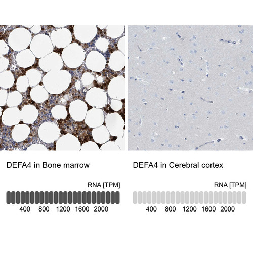 Immunohistochemistry analysis in human bone marrow and cerebral cortex tissues using HPA051266 antibody. Corresponding DEFA4 RNA-seq data are presented for the same tissues.