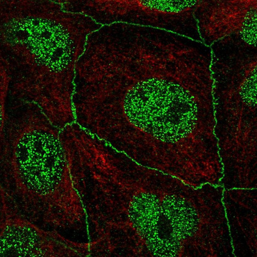 Immunofluorescent staining of human cell line CACO-2 shows localization to nucleoplasm & cell junctions.
