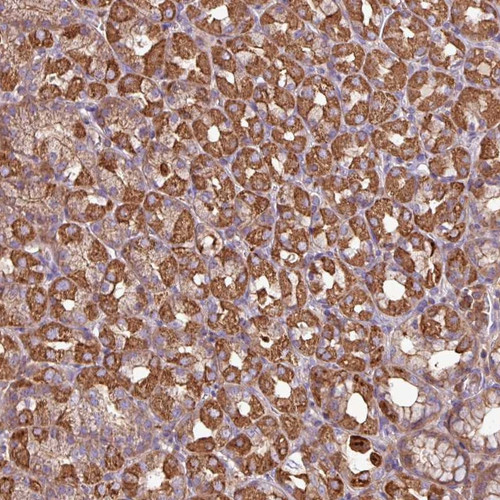 Immunohistochemical staining of human stomach, upper shows strong cytoplasmic positivity in glandular cells.