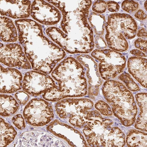 Immunohistochemical staining of human kidney shows strong cytoplasmic positivity in cells in tubules.