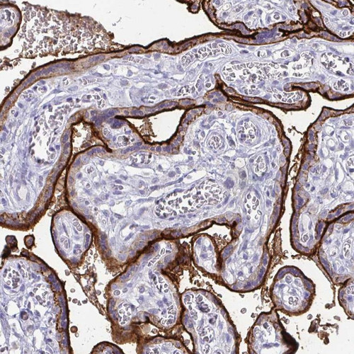 Immunohistochemical staining of human placenta shows strong membranous positivity in trophoblastic cells.