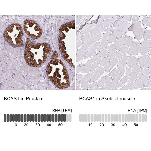Immunohistochemistry analysis in human prostate and skeletal muscle tissues using HPA051816 antibody. Corresponding BCAS1 RNA-seq data are presented for the same tissues.