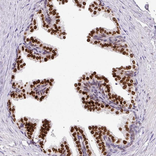 Immunohistochemical staining of human prostate shows strong nuclear positivity in glandular cells.
