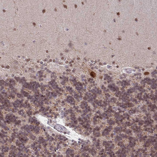 Immunohistochemical staining of human cerebellum shows strong nuclear positivity in Purkinje cells.