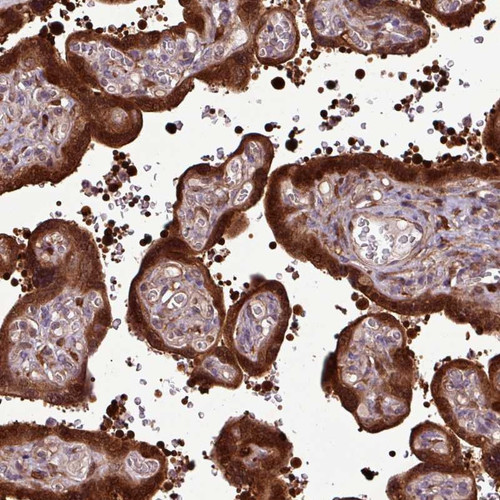 Immunohistochemical staining of human placenta shows strong cytoplasmic and nuclear positivity in trophoblastic cells.
