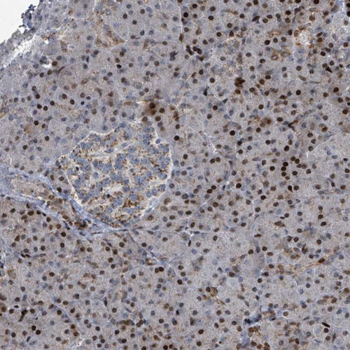 Immunohistochemical staining of human pancreas shows strong nuclear positivity in exocrine glandular cells. Islets of Langerhans showed moderate cytoplasmic staining.