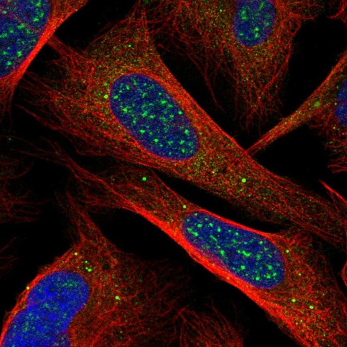 Immunofluorescent staining of human cell line U-2 OS shows localization to nuclear speckles, cytosol & vesicles.