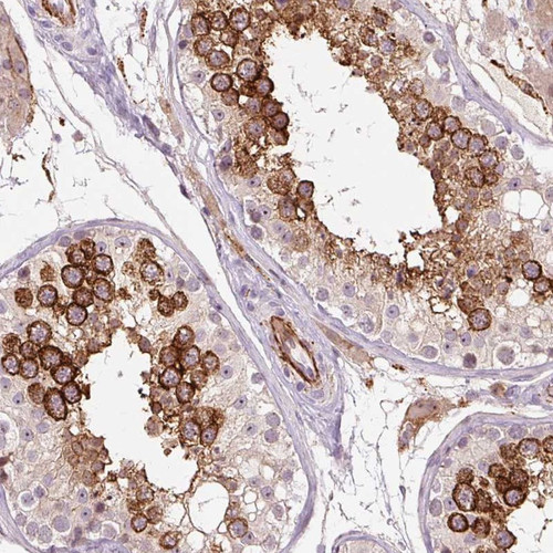 Immunohistochemical staining of human testis shows strong cytoplasmic positivity in cells in seminiferus ducts.