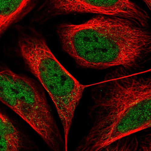 Immunofluorescent staining of human cell line U-2 OS shows localization to nucleoplasm & cytosol.