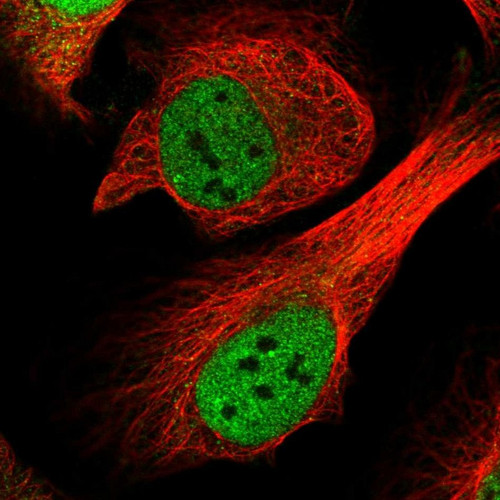 Immunofluorescent staining of human cell line U-2 OS shows localization to nucleoplasm.