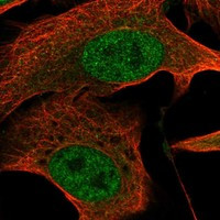 Immunofluorescent staining of human cell line U-2 OS shows localization to nucleoplasm & cytosol.