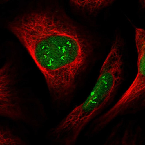 Immunofluorescent staining of human cell line U-2 OS shows localization to nucleus & nucleoli fibrillar center.