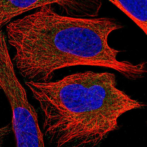 Immunofluorescent staining of human cell line U-2 OS shows localization to cytosol.