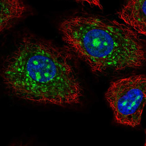 Immunofluorescent staining of human cell line A549 shows localization to nucleus, nucleoli & mitochondria.