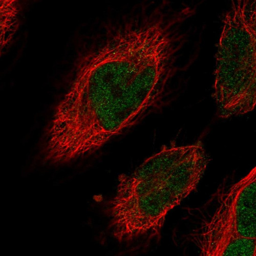 Immunofluorescent staining of human cell line HeLa shows localization to nucleoplasm.