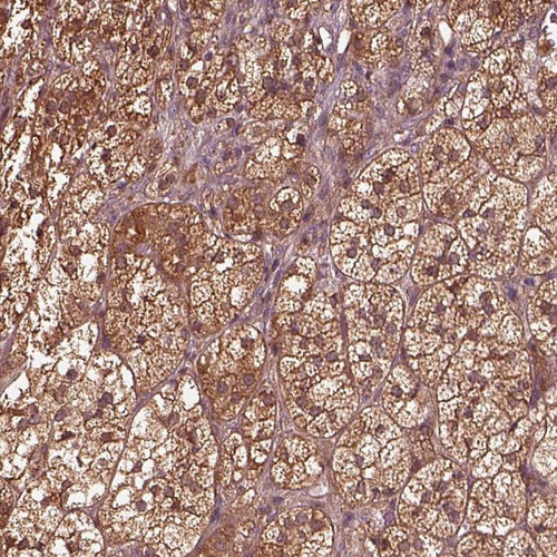 Immunohistochemical staining of human adrenal gland shows strong cytoplasmic positivity in glandular cells.