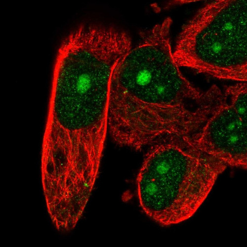 Immunofluorescent staining of human cell line PC-3 shows localization to nucleus & nucleoli.