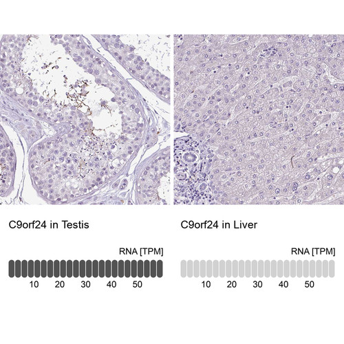 Immunohistochemistry analysis in human testis and liver tissues using HPA053008 antibody. Corresponding C9orf24 RNA-seq data are presented for the same tissues.