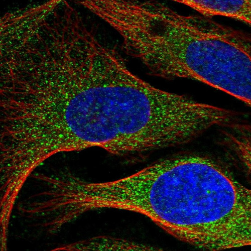 Immunofluorescent staining of human cell line U-2 OS shows localization to cytosol.