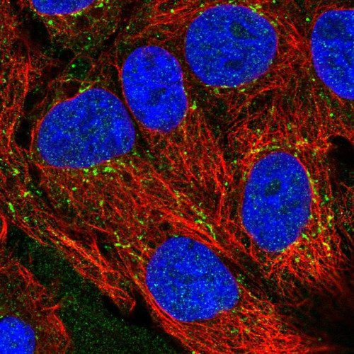 Immunofluorescent staining of human cell line CACO-2 shows localization to vesicles.