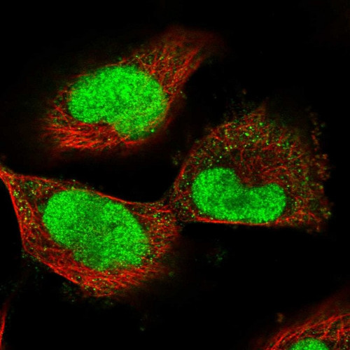 Immunofluorescent staining of human cell line U-251 MG shows localization to nucleus.