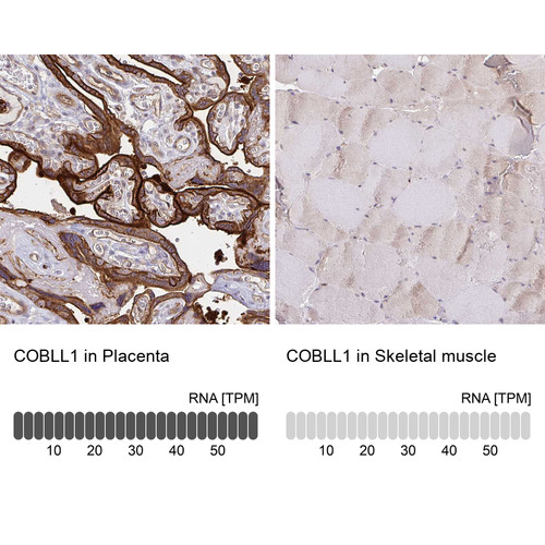 Immunohistochemistry analysis in human placenta and skeletal muscle tissues using HPA053344 antibody. Corresponding COBLL1 RNA-seq data are presented for the same tissues.