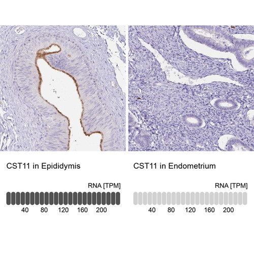 Immunohistochemistry analysis in human epididymis and endometrium tissues using Anti-CST11 antibody. Corresponding CST11 RNA-seq data are presented for the same tissues.