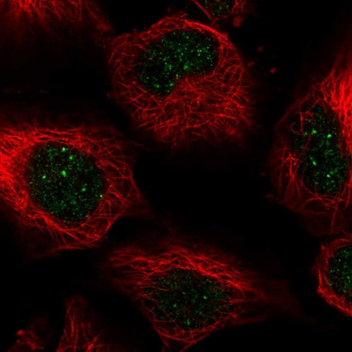 Immunofluorescent staining of human cell line U-251 MG shows localization to nuclear bodies.