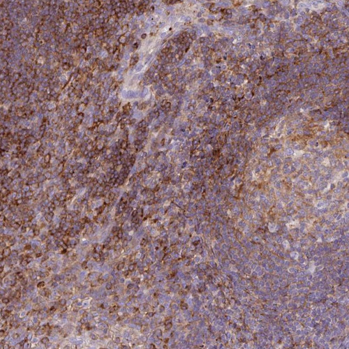 Immunohistochemical staining of human tonsil shows strong cytoplasmic positivity in non-germinal center cells.