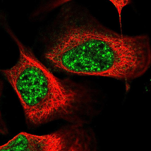 Immunofluorescent staining of human cell line U-2 OS shows localization to nuclear speckles.