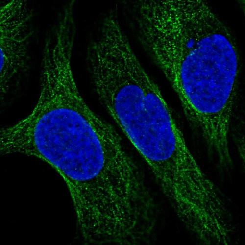 Immunofluorescent staining of human cell line U-2 OS shows localization to microtubules.
